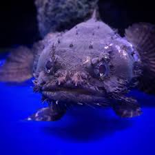 Fresh Water Lion Fish