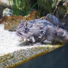Fresh Water Lion Fish
