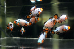 Frostbite Ocellaris Clownfish Tank Raised - Medium