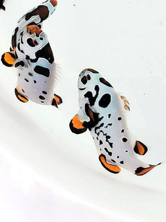 Frostbite Ocellaris Clownfish Tank Raised - Medium