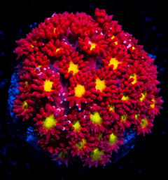 Fruit Loop Micro Goniopora Coral - Frag