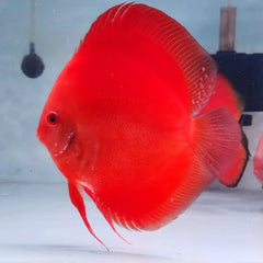 Red Magic Discus