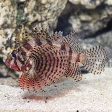 Fuzzy Dwarf Lionfish I/O - Medium