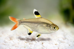Pristella Maxillaris Tetra