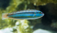 Slippery Dick Wrasse - Large