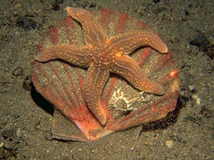 General Starfish - Medium