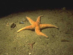 General Starfish - Medium