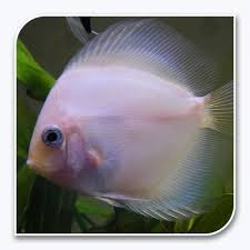 Ghost Discus