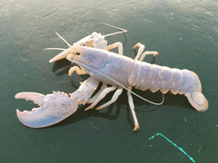 Ghost Lobster