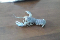 Ghost Lobster