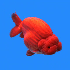 Lionhead - Red