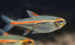 Glolite Tetra