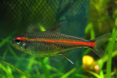 Glolite Tetra