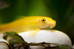 Gold Algae Eater