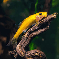 Gold Algae Eater