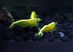 Gold Back Yellow Fire Shrimp
