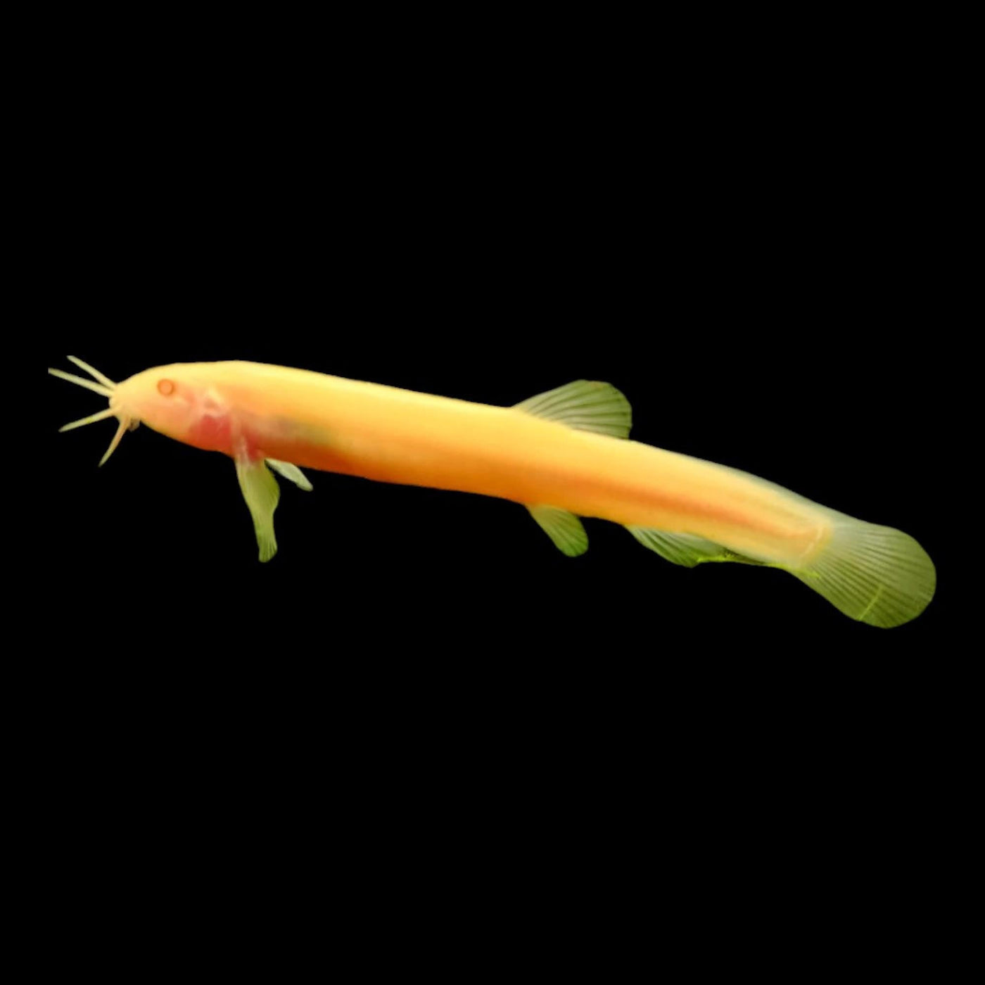 Gold Dojo Loach