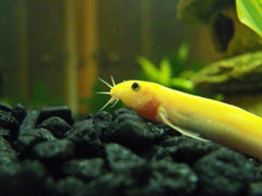 Gold Dojo Loach