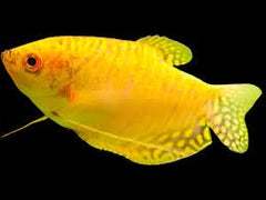 Gold Gourami