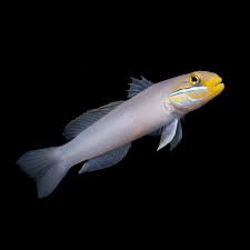 Gold Head Sleeper Goby - Medium