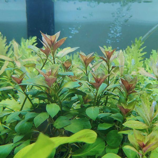 Gold Lloydiella Plant Bunched