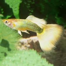 Gold Platinum Guppy Male