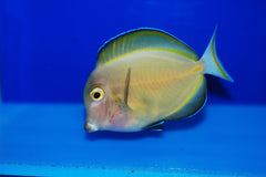 Gold Rim Tang - Medium