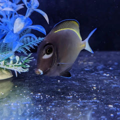 Gold Rim Tang - Medium