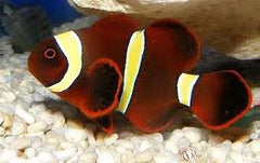 Gold Stripe Maroon Clownfish Tank Raised - Small