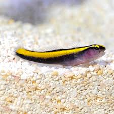 Gold Stripe Neon Goby Tank Raised - Small