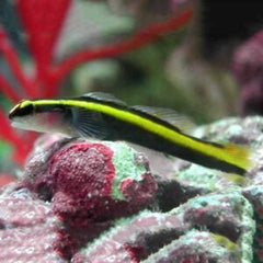 Gold Stripe Neon Goby Tank Raised - Small