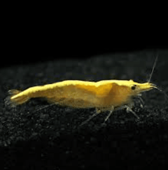 Golden Crossback Shrimp