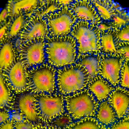 Golden Gods Zoanthid Polyp - Frag