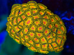 Golden Gods Zoanthid Polyp - Frag