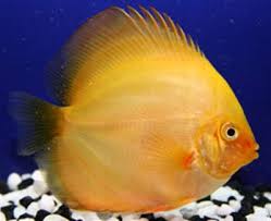 Golden Master Discus