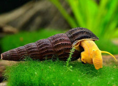 Golden Rabbit Snail