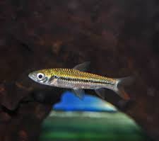 Golden Shark