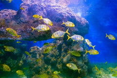 Golden Trevally Pilotfish Tank Raised - Medium