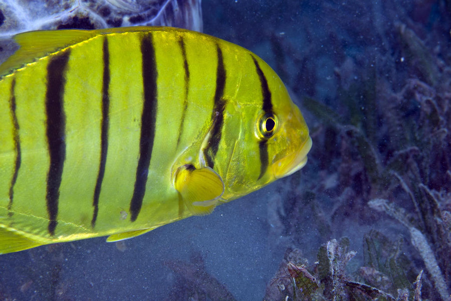 Snappers Sweetlips Trevally