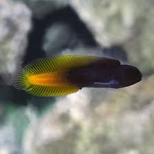 Goldentail Black Blenny - Medium