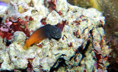 Goldentail Black Blenny - Medium
