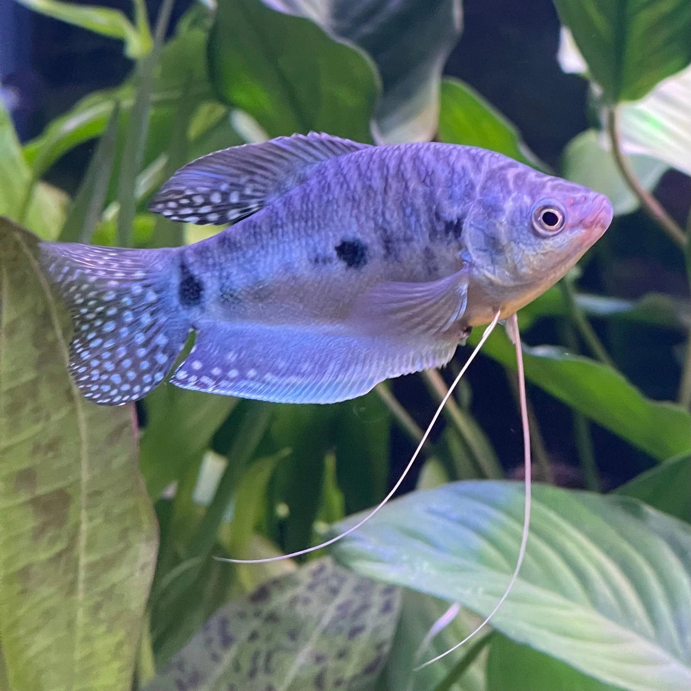 Gourami Blue 3 Spot