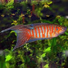 Gourami Blue Paradise