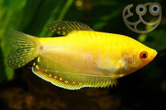Gourami Golden