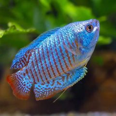 Gourami Neon Dwarf