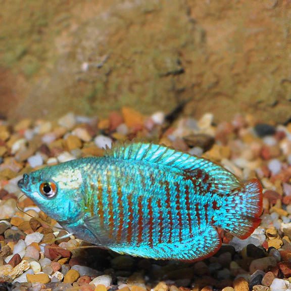 Gourami Neon Dwarf