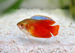 Gourami Red Dwarf