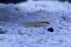 Green Banded Goby - Small
