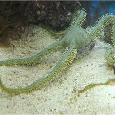 Green Brittle Starfish - Medium