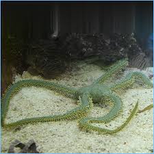 Green Brittle Starfish - Medium